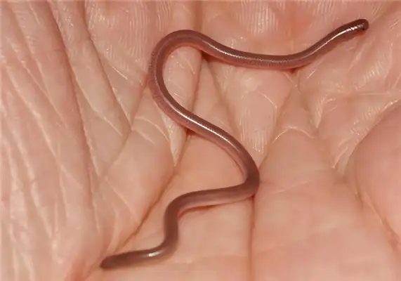 Like blind snake ID