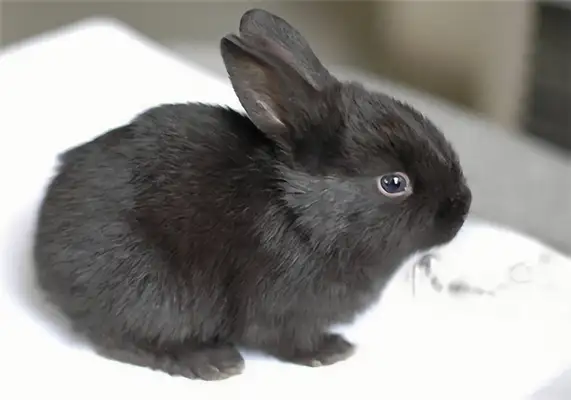 Liangshan Black Rabbit Identity Information
