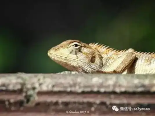 Overview of the coloured iguana species