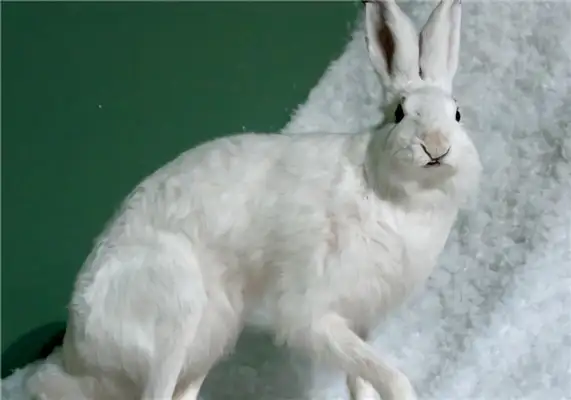 Snowrabbit Identity Information