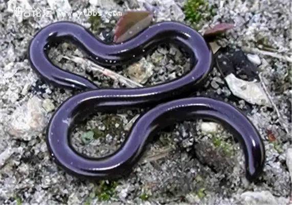 Like blind snake ID