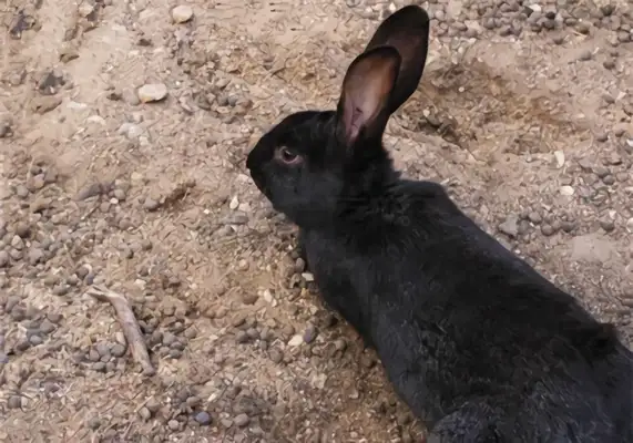 Liangshan Black Rabbit Identity Information