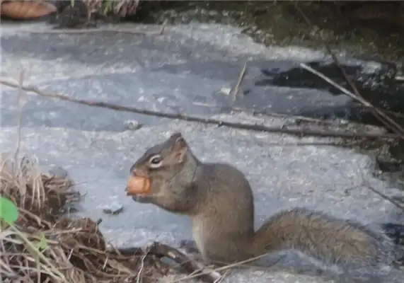 Rock squirrel identity information