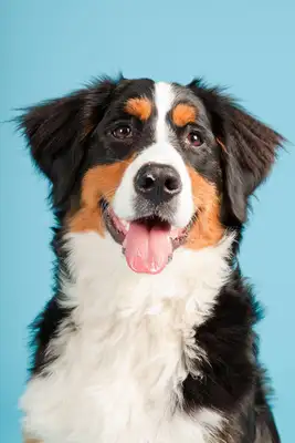 The Norwegian Lund Hound: the perfect combination of grace and wisdom