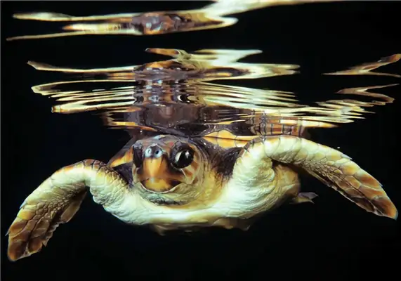Atlantic Turtle Identity Information