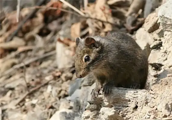 Rock squirrel identity information