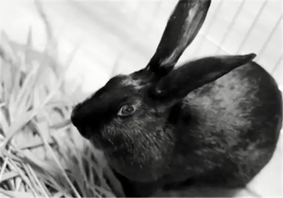 Liangshan Black Rabbit Identity Information