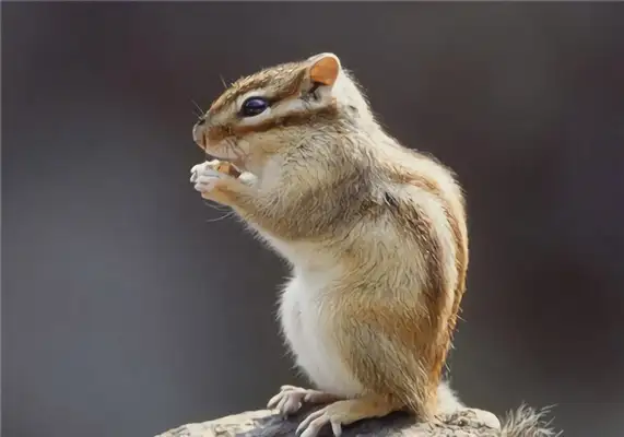 Rock squirrel identity information