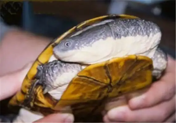 Information on the identity of the snake's neck