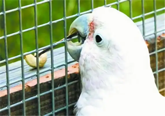 I.D. on the parrot of the Goffins