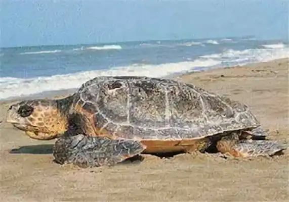 Pacific Turtle Identity Information