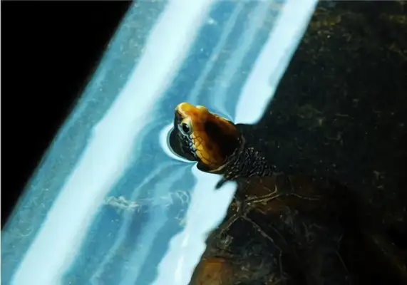 Red-head neck turtle identity information