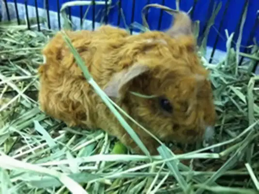 Identity information for long-rolled caramel rats