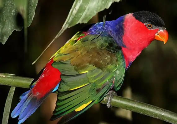 Blacktops sucking on the parrot ID
