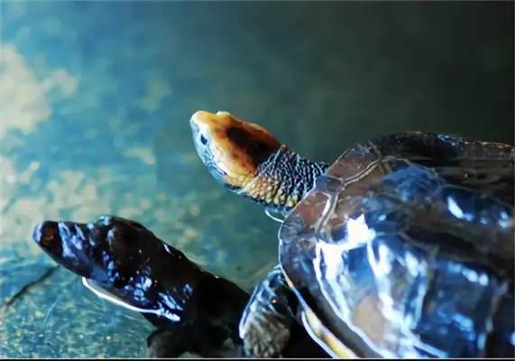 Red-head neck turtle identity information