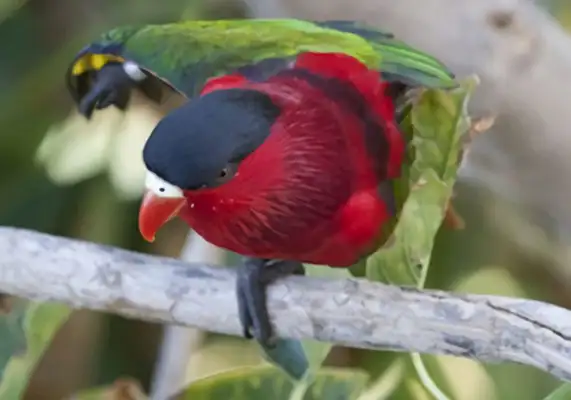 Blacktops sucking on the parrot ID