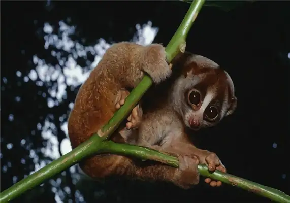 Lazy monkey identity information