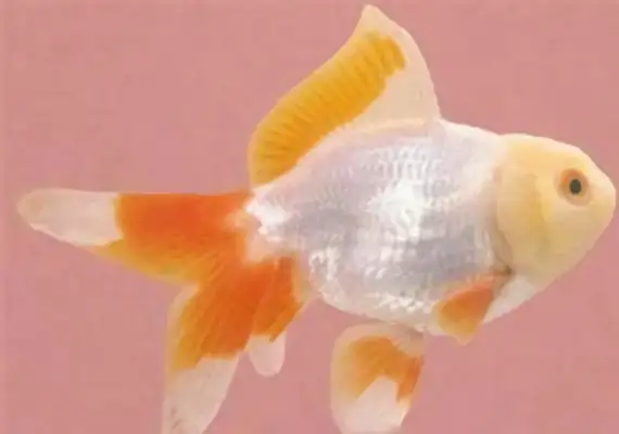 I.D. for Rose Tiger Head