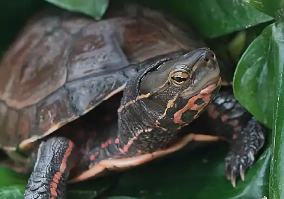 Yunnan closed-hull turtle identity information