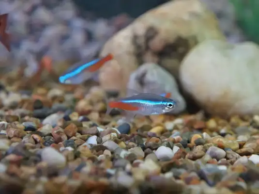 Red and green light fish identity information