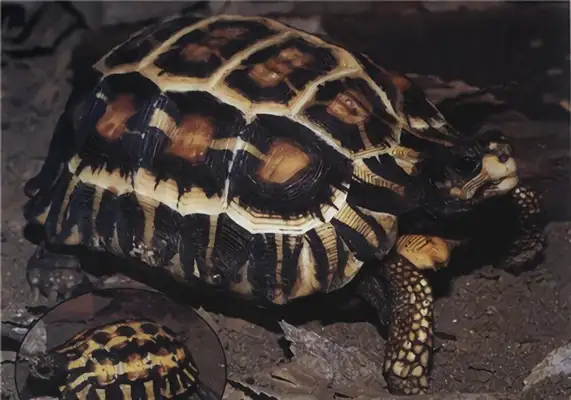 The identity of the flatback turtle
