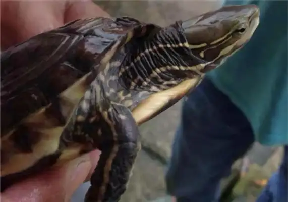 Yunnan closed-hull turtle identity information