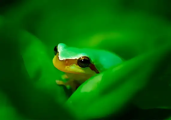 Chinese Frog Identity Information