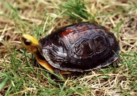 100-colour closed-hull turtle identity information