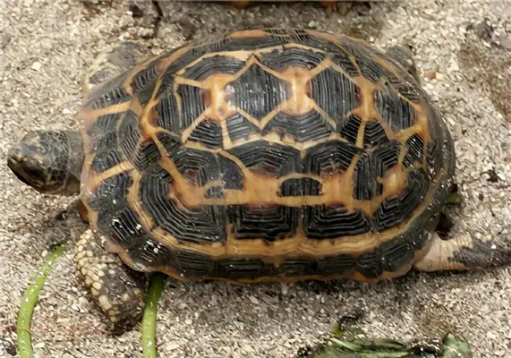 The identity of the spider turtle