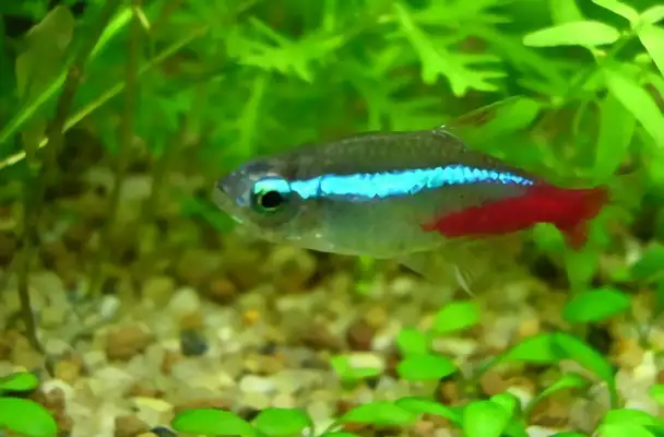 Red and green light fish identity information