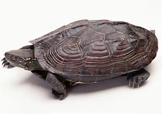 Yunnan closed-hull turtle identity information