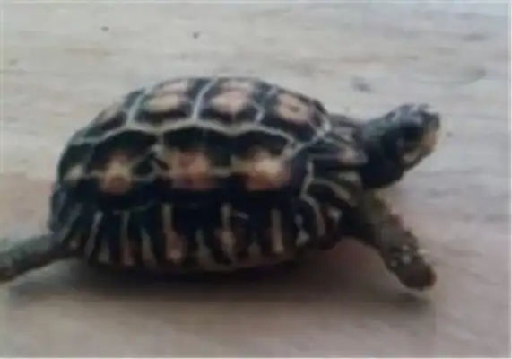 The identity of the flatback turtle