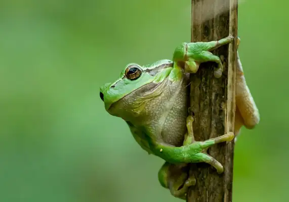 Chinese Frog Identity Information