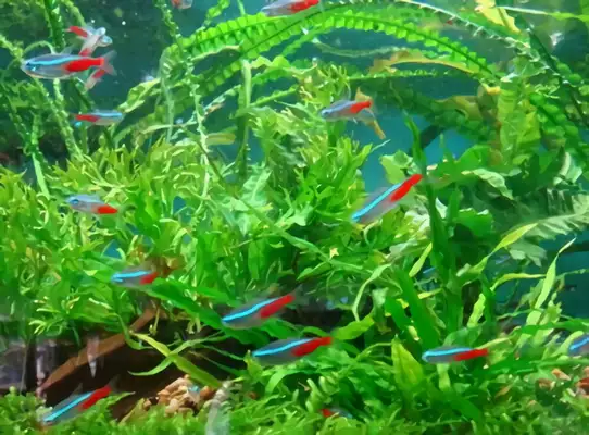 Red and green light fish identity information