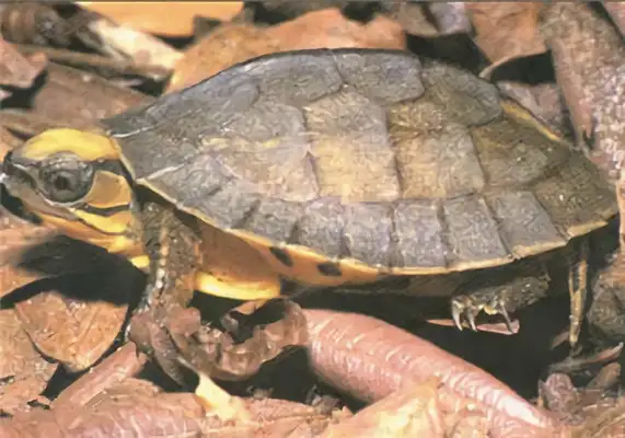 Yunnan closed-hull turtle identity information