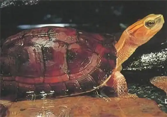 100-colour closed-hull turtle identity information