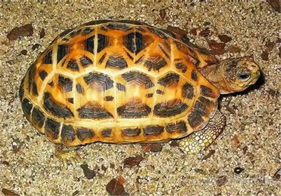 The identity of the spider turtle