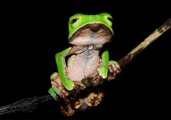 Chinese Frog Identity Information