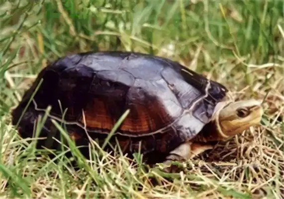 100-colour closed-hull turtle identity information