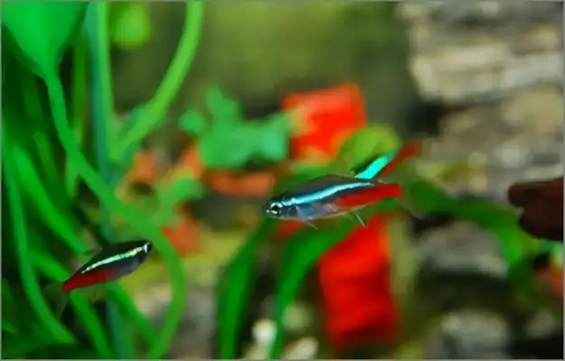 Red and green light fish identity information