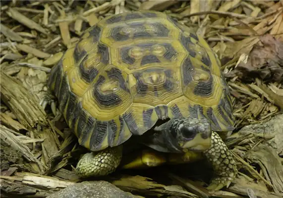 The identity of the flatback turtle