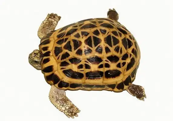 The identity of the spider turtle