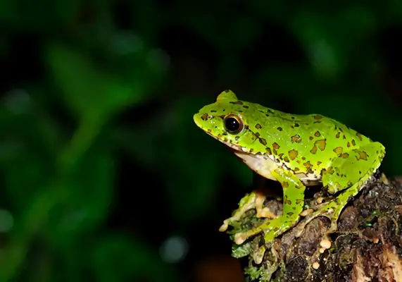 Chinese Frog Identity Information