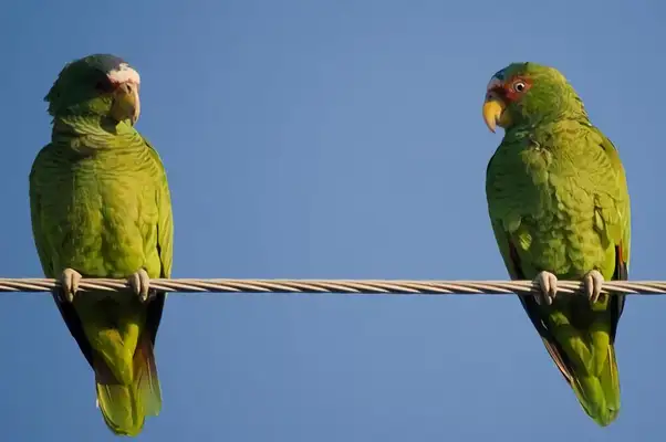 White-top parrot identity information