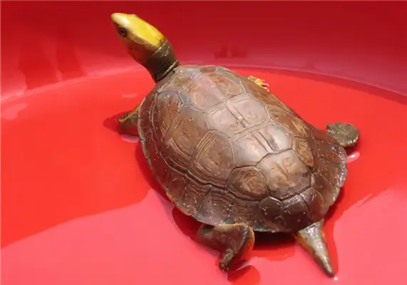 100-colour closed-hull turtle identity information