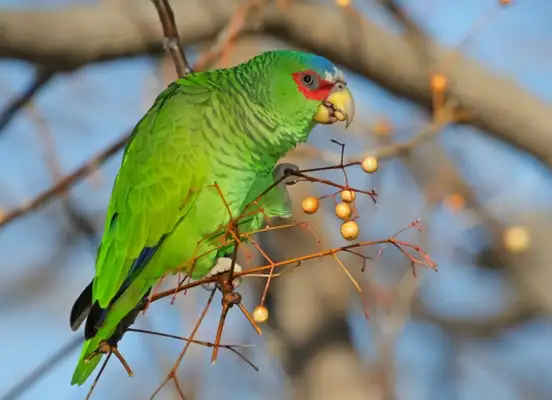 White-top parrot identity information