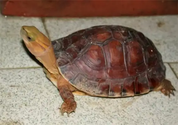 100-colour closed-hull turtle identity information