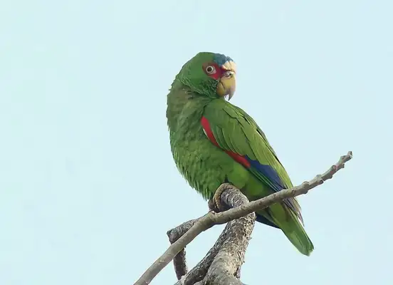 White-top parrot identity information