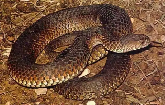 Australian Tiger Snake Identity Information