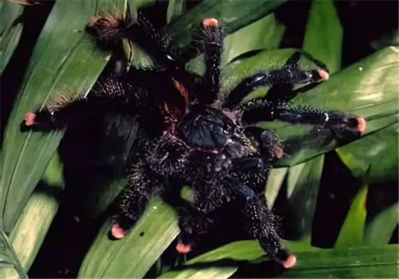 Guyana Pink Toe Identity Information